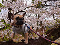 �ӂƂ�̐ē�_202604_04